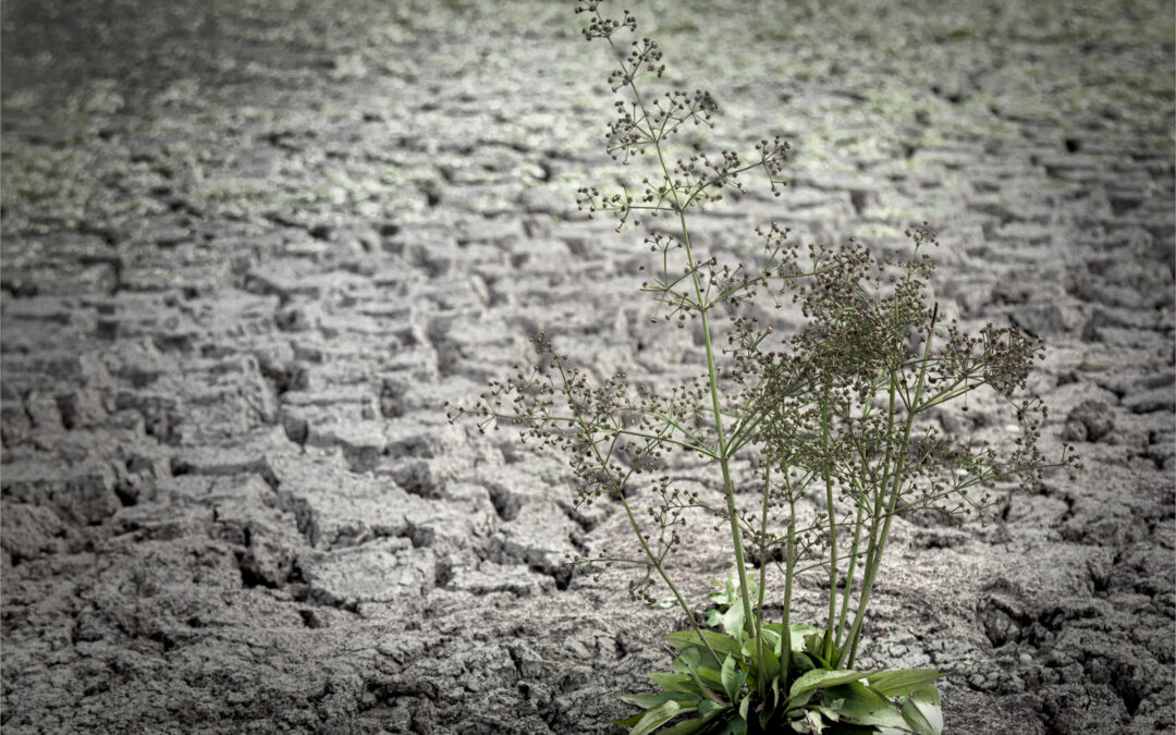 Monthly Challenge – September 2026 – Parched
