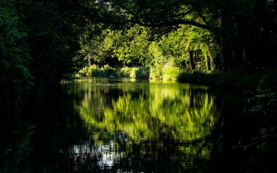 Basingstoke Canal Walk