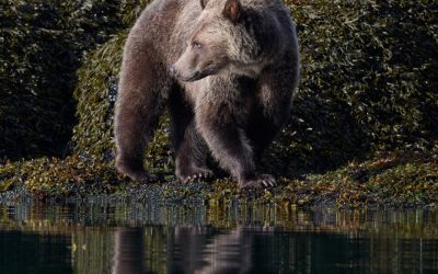 Wildlife Photo Clinic