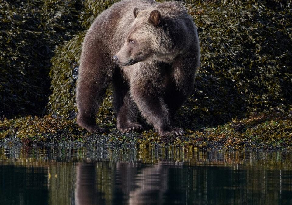 Wildlife Photo Clinic