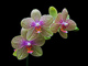 t_D0031_Phalaenopsis_Hybrid.jpg