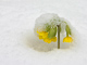 t_D0056_Cowslip_After_SnowDrops.jpg