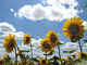 t_D0127_Sunflowers_In_Umbria.jpg