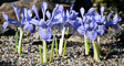 t_D0139_Alpine_Irises.jpg