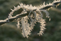 t_D0156_Frosty_Barbed_Wire.jpg