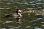 t_D0187_Great_Crested_Grebe.jpg
