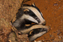 t_D0188_Two_Badgers_About_To_Leave_The_Sett.jpg