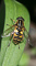 t_D0198_Hover_Fly.jpg