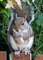 t_D0298_Squirrel.jpg