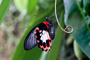 t_D0302_Scarlet_Swallowtail.jpg