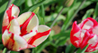 t_D0308_Flame_Tulips.jpg