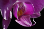 t_D0333_Pink_Orchid.jpg
