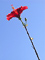 t_D0349_Single_Red_Flower.jpg