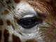 t_D0359_Giraffe_s_Eye.jpg