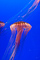 t_D0387_Untitled_-_Jellyfish.jpg