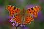 t_D0413_Comma_Butterfly.jpg