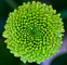 t_D0446_Chrysanthemum.jpg