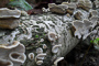 t_D0456_Mushrooms.jpg