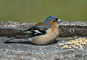 t_D0457_Chaffinch_with_Seed.jpg