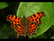 t_D0497_Comma_Butterfly.jpg