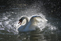t_D0549_Swan.jpg