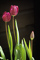 t_D0559_Three_more_tulips.jpg