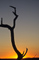t_D0590_Untitled__Tree_Silhouette_.jpg