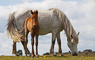 t_D0643_Mare_and_Foal.jpg
