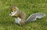 t_D0655_Squirrel.jpg