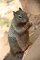 t_D0691_Squirrel.jpg