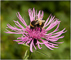 t_D0812_Pollinator.jpg
