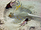 t_D0832_Blue_Spotted_Ray_and_Friends.jpg