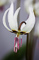 t_D0867_Trout_Lily.jpg