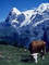 t_D0918_Untitled__Cow___Mountain_.jpg