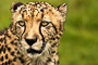 t_D1008_Cheetah.jpg