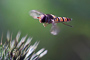 t_D1019_Hover_Fly.jpg