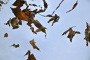 t_D1035_Falling_Leaves.jpg