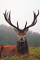t_D1074_Portrait_of_a_Stag.jpg
