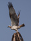 t_D1094_Indian_Fish_Eagle_with_Dinner.jpg