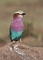 t_D1095_Lilac_Breasted_Roller.jpg