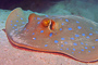 t_D1122_Blue_Spotted_Ribbontail_Ray.jpg