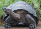 t_D1135_Giant_Tortoise.jpg