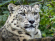 t_D1274_Snow_Leopard.jpg