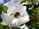 t_D1283_Bee_Collecting_Pollen.jpg