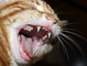 t_D1366_Kitten_Yawn.jpg