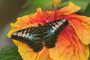 t_D1426_Butterfly_on_Hibiscus.jpg