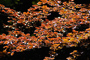 t_D1440_Sunlit_Leaves.jpg