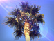 t_D1472_Palm_Trees.jpg