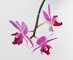 t_D1519_Orchid.jpg
