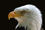 t_D1581_Cheyenne_The_Bald_Eagle.jpg